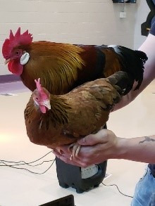 bird b 